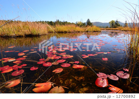 池塘と紅葉のヒツジグサ 12700892