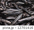 カタクチイワシ 12701416