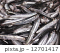 カタクチイワシ 12701417