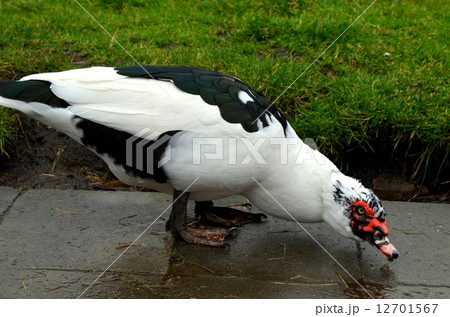 バリケン バリケン 12701567