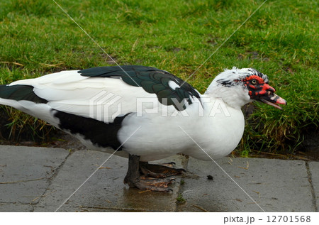 バリケン バリケン 12701568