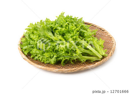 わさび菜 12701666