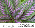 葉 12702310