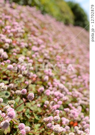 姫蔓蕎麦の群生 12702879