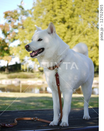 北海道犬の写真素材 [12702905] - PIXTA