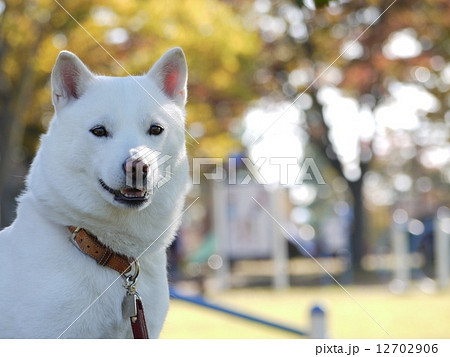 北海道犬の写真素材