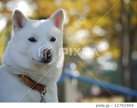 北海道犬写真集 北海道犬」の写真素材 | 1,473件の無料イラスト画像 | Adobe Stock