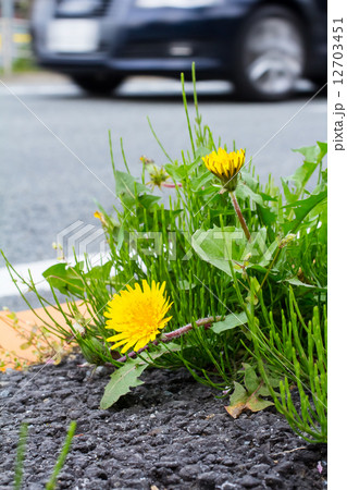 アスファルトに咲くタンポポの花 アスファルトに咲くタンポポの花 12703451