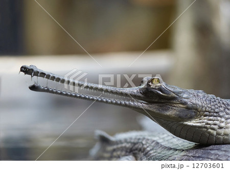 Indian gavial Indian gavial 12703601