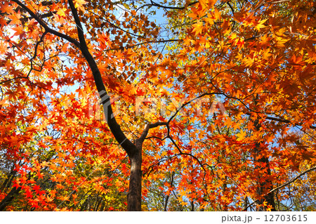 紅葉の森 紅葉の森 12703615