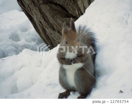 エゾリス 12703754