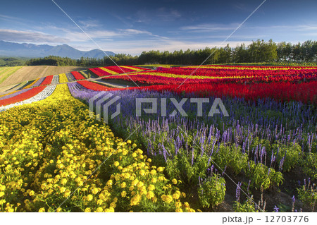 花畑 花畑 12703776