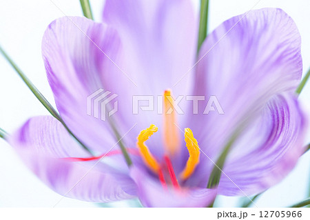 サフランの花 12705966