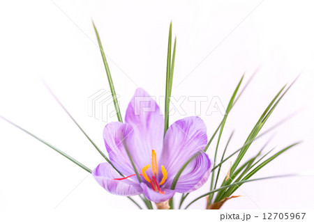 サフランの花 12705967