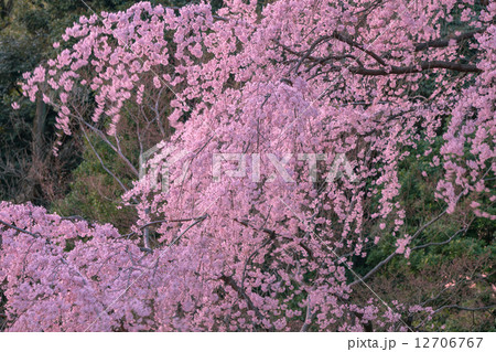 桜と青空 桜と青空 12706767