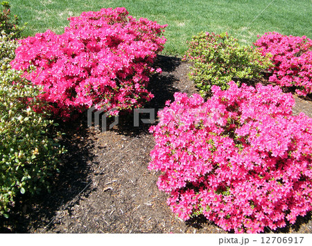 Arlington Cemetery Azalee japonica 2010 12706917