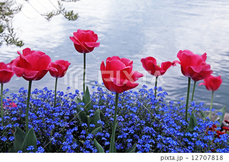flowers on the Lake Geneva, Montreux. 12707818