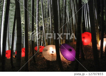 竹林を照らす光 12707855