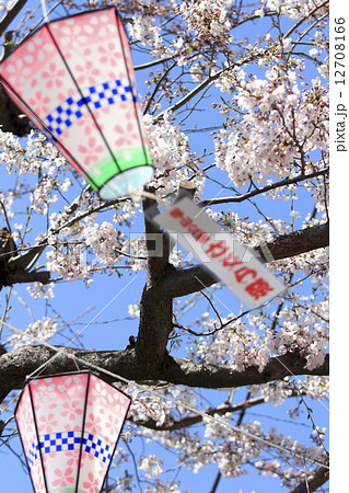 塚山公園の桜 塚山公園の桜 12708166