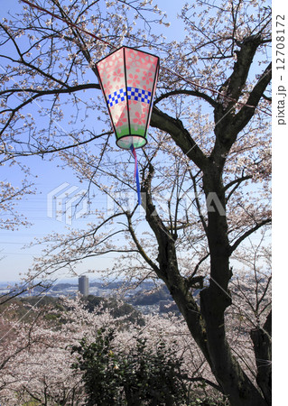 塚山公園の桜 塚山公園の桜 12708172