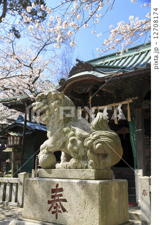 塚山公園の桜 12708174