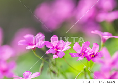 ムラサキカタバミ ムラサキカタバミ 12708669