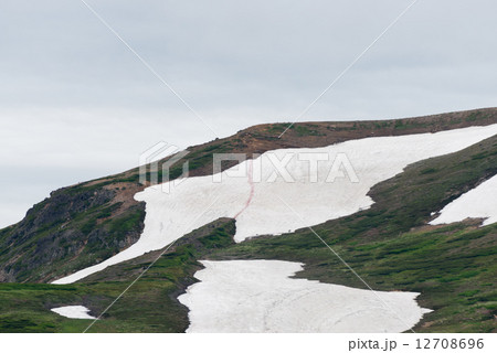 大雪山の雪田 大雪山の雪田 12708696