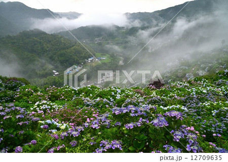 あじさいの里２（愛媛県新宮） 12709635