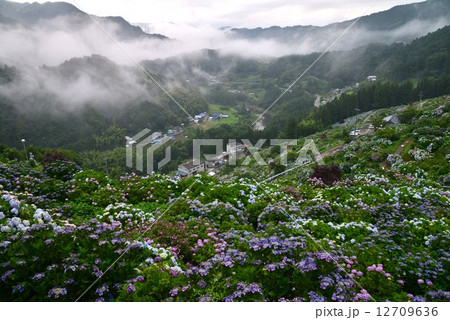 あじさいの里１　(愛媛県新宮） 12709636