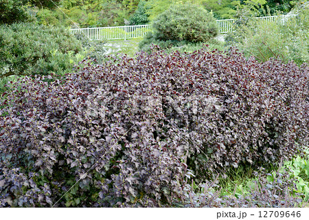 赤紫蘇 赤紫蘇 12709646