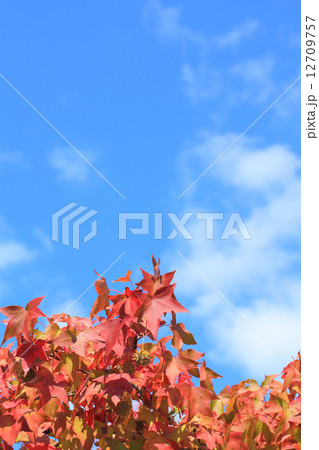 モミジバフウの紅葉と実と青空 モミジバフウの紅葉と実と青空 12709757