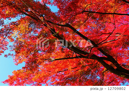 紅葉 12709802