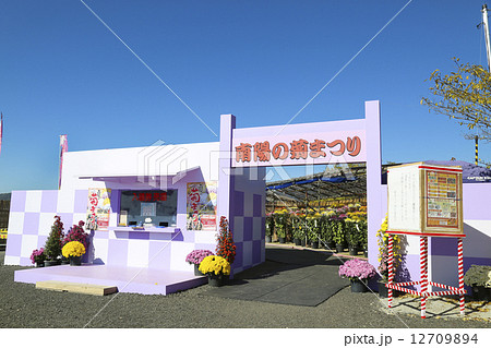 南陽市 菊まつり 南陽市 菊まつり 12709894