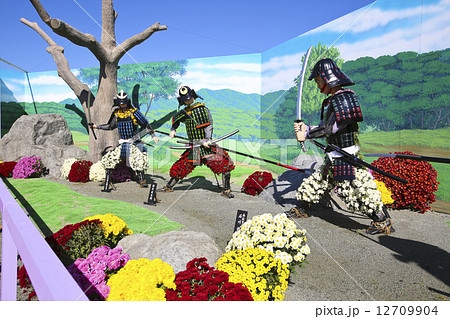 南陽市　菊まつり 12709904