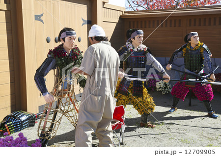 南陽市　菊まつり 12709905