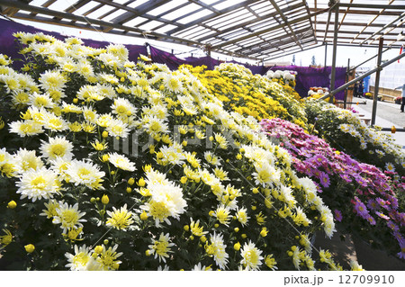 菊まつり　南陽市 12709910