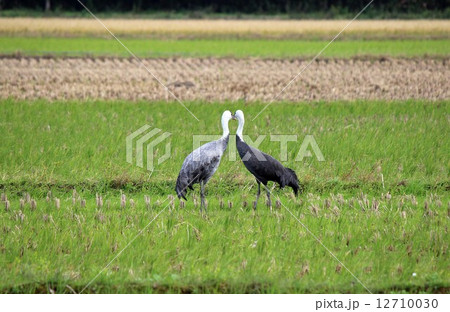 Clain_ナベヅルのカップル 12710030