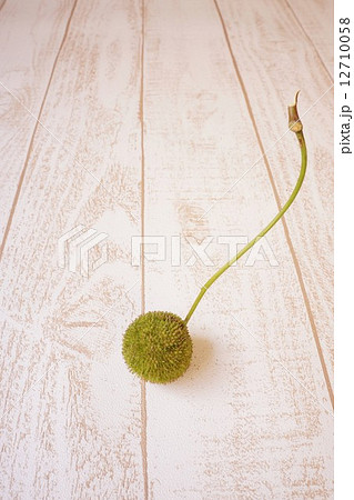 スズカケの実　プラタナスの実 12710058