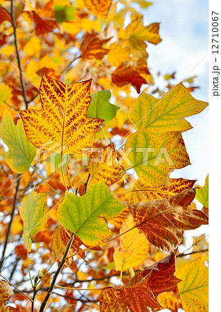 ユリノキの紅葉 ユリノキの紅葉 12710067