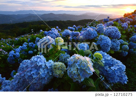 朝陽射すあじさい高原　（徳島県大川原高原） 12710275