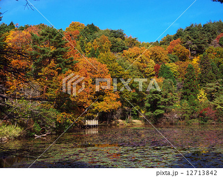 紅葉と蓮池 12713842
