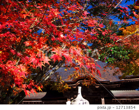 極楽寺の紅葉 12713854