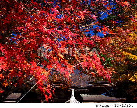 極楽寺の紅葉 極楽寺の紅葉 12713856