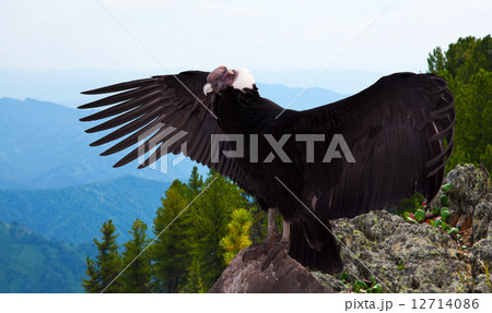 Andean condor in wildness area Andean condor in wildness area 12714086