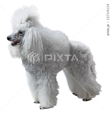 Elegant standart Poodle 12714114