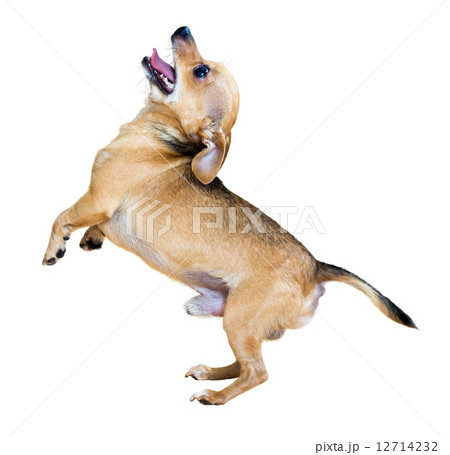 Barking Russkiy Toy Terrier 12714232