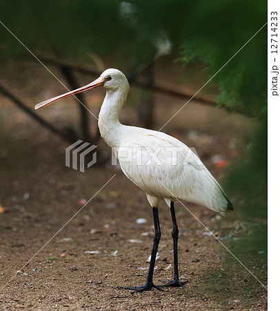 Eurasian Spoonbill 12714233