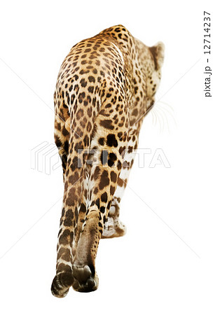 Rear view of walking  leopard 12714237