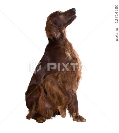 Irish Setter 12714280