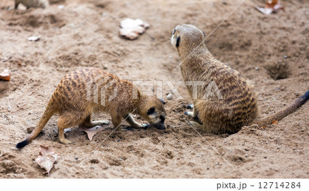 Two meerkats 12714284